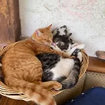 Haus Christina דירה Großkirchheim