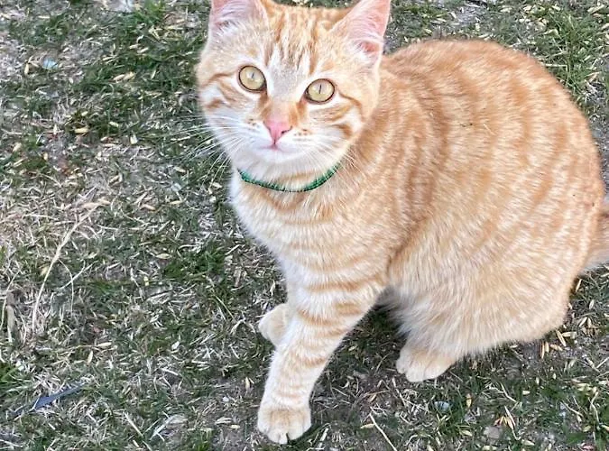 דירה Haus Christina Großkirchheim